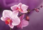 Веточка нежно-розовой орхидеи