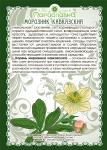 Морозник Кавказский корень молотый + мерная ложечка 45 г
