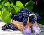 Корзинка с гроздьями винограда и цветы