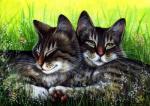 Два серых кота на летней полянке