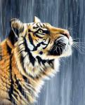 Большой амурский тигр под дождем