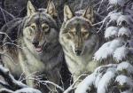 Два волка в заснеженном еловом лесу