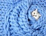Белая кошка в синем пледе