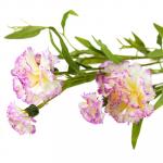 Букет "Гвоздика" 70 см, цветки из ткани, бело-сиреневый (Китай)