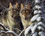 Два грозных волка в зимнем лесу