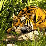 Кпн-137 Картина по номерам "Тигр в джунглях"