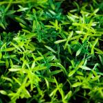 Коврик растений для аквариума