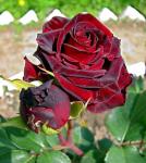 Саженец Роза Фиджи Негро (Fiji Negro)