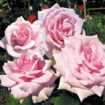 Саженец Отель Савой (Savoy Hotel)