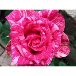 Саженец Пинк Интуишн (Pink Intuition)