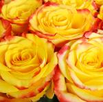 Саженец Роза Хай энд Еллоу Мэджик (High & Yellow Magic)