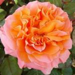 Саженец Рене Госинни (Rene Goscinny)