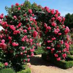 Саженец роза Розариум Ютерсен (Rosarium Uetersen)