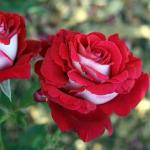 Саженец Роза Люксор (Luxor)