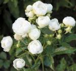 Саженец Миниатюрные розы ВайтМорсдаг (White Morsdag)