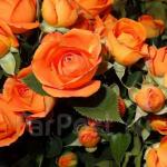 Саженец Миниатюрные розы Оранж Бэби (Orange Baby)