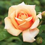 Саженец Роза Шантелла (Shantella)