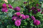 Саженец Роза Пурпл Эден (Purple Eden)