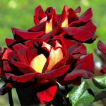 Саженец Роза Эдди Митчелл (Eddy Mitchell)