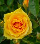 Саженец Роза Брайтон (Brighton)