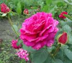 Саженец Роза Юрианда (Jorianda)