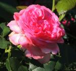 Саженец Роза Вальцэртраум (Walzertraum)