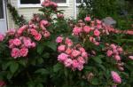 Саженец Парково-кустовые розы Пинк Гротендорст (Pink Grootendorst)