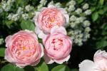 Саженец Английские кустовые розы Алнвик Роуз (The Alnwick Rose)