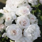 Саженец Аспирин (Aspirin Rose)