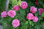 Саженец Парково-кустовые розы Фердинанд Пичард (Ferdinand Pichard)