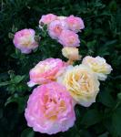 Саженец Роза Глория Дей (Gloria Day)