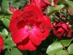 Саженец Парково-кустовые розы Чамплейн (Champlain)