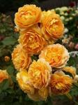 Саженец Английские кустовые розы Голден Селебрейшн (Golden Celebration)
