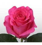 Саженец Роза Пинк Флойд (Pink Floyd)