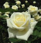 Саженец Роза Полар Стар (Polar Star)