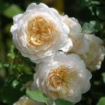 Саженец Английские кустовые розы Крокус Роуз (Crocus Rose)