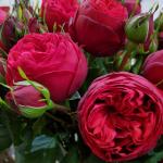 Саженец Роза Ред Пиано (Red Piano)