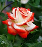 Саженец Роза Императрица Фарах (Imperatrice Farah)