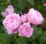 Саженец Английские кустовые розы Мэри Роуз (Mary Rose)