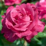 Саженец Роза Каприз де Мейян (Caprice de Meilland)