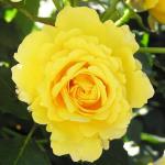 Саженец Фрезия (Friesia)