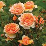 Саженец Английские кустовые розы Порт Санлайт (Port Sunlight)