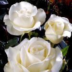 Саженец Роза Карен Бликсен (Karen Blixen)