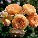 Саженец Английские кустовые розы Принцесса Маргарет (Crown Princess Margareta)