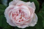 Саженец Английские кустовые розы Сент Сесилия (St Cecilia)
