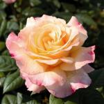 Саженец Роза Акварель (Aquarell)