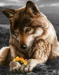 Волк и желтый цветочек