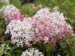 Саженец  Гортензия метельчатая Royal Flower