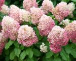 Саженец  Гортензия метельчатая Raspberry Pink