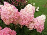 Саженец Гортензия метельчатая Magical Sweet Summer